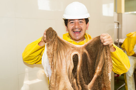 Cheerful slaughterhouse butcher proudly posing with a cattle rumen organ or stomach illustrating expertise and care in meat processing with a focus on humane and regulated practices