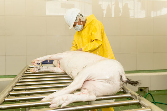 Slaughterhouse Employee Performing Hair Removal From Pork Carcass Using A Rubbing Knife Straight Animal Practitioner Meat Industry Cutlery Processing Abattoir Pig Machinery Deadly Metal Labor Food Po