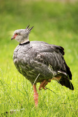 Crested Screamer (Chauna torquata)
