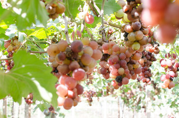 Ripe Red Grapes