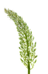 Galanga flower show a part of plant concept. 