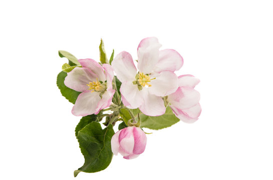 apple tree branch with flowers