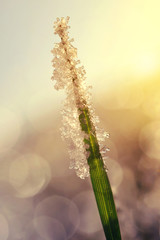 Frozen grass at sunrise close up. Nature background.
