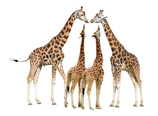 Fototapeta premium Giraffes isolated on white background 