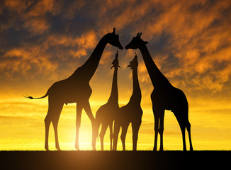 Fototapeta na wymiar Herd of giraffes at sunset 