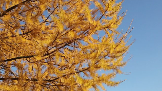 wind stirs the bright yellow larch branches
