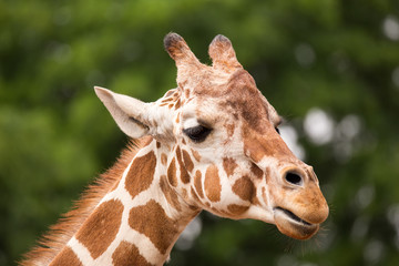 Portrait of Giraffe © donyanedomam