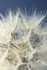 Close-up of dandelion with drops