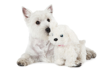 West Highland White Terrier puppy with a toy