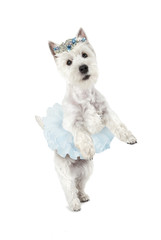 West Highland White Terrier standing on hind legs