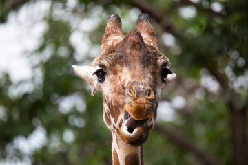 Portrait of Giraffe