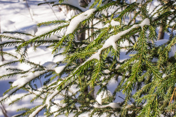Spruce branches with snow