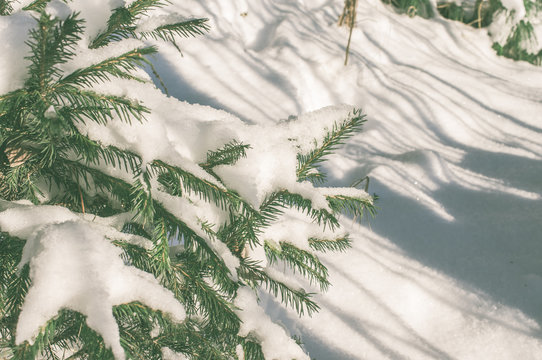 Fototapeta Spruce branches with snow