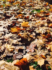 Leaves in the park