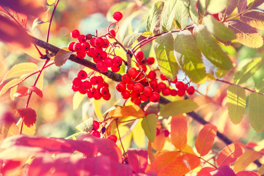 Autumn rowan tree with red berries and colorful leaves