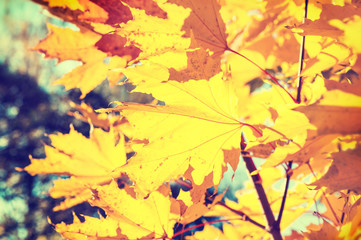 Yellow maple leaves in autumn forest.