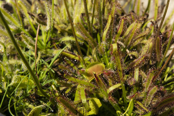 flytrap and sundew growing