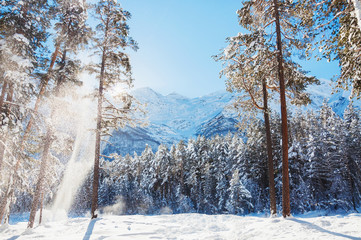 Winter forest and mountains at sunny day.