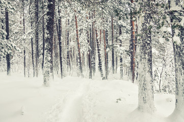 Snowfall in winter forest.