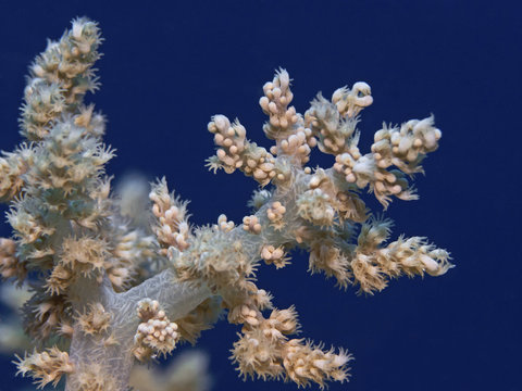 Soft coral polyps, Polypen einer Weichkoralle