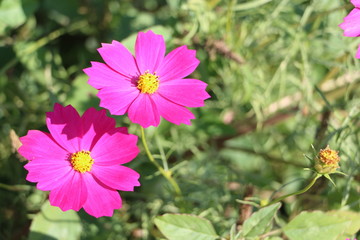 Obraz premium コスモス