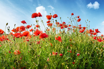 red poppies on green field