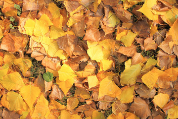 Pattern of yellow and black autumn leaves after rain