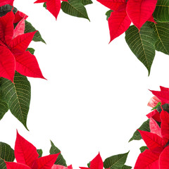 Fototapeta premium Weihnachtsstern