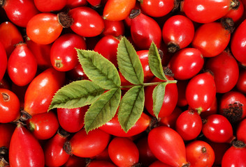 Dog rose hips with leaves