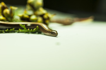 brown forest snake 2