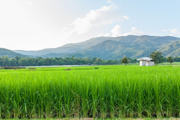 Fototapeta premium Rice field green grass blue sky cloud cloudy and Mountain landsc