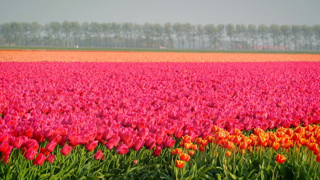Field of tulips dancing in the wind on a lovely spring day.