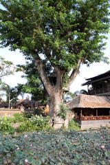 Baum neben Balinesisches Haus mit Lotusblüte im See