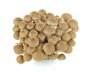 brown beech mushroom isolated on white