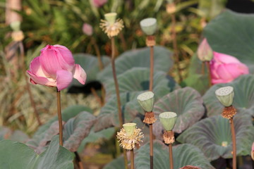Lotus Blumen mit Blüten
