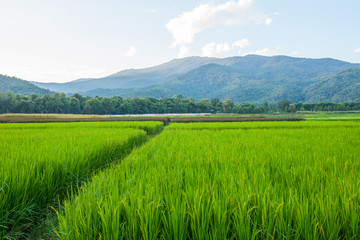 Rice field green grass blue sky cloud cloudy and Mountain landsc