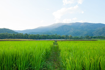 Rice field green grass blue sky cloud cloudy and Mountain landsc
