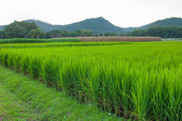 Fototapeta na wymiar Rice field green grass blue sky cloud cloudy and Mountain landsc