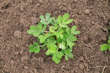 Young peanut plant at a local farm. Blossoming groundnut plant. Organic farming and gardening.