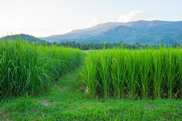 Fototapeta premium Rice field green grass blue sky cloud cloudy and Mountain landsc