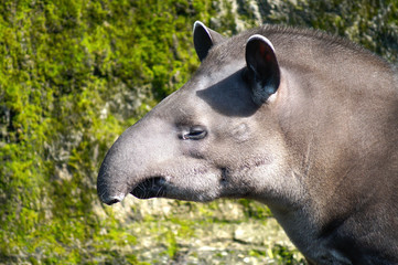 Head of Tapir