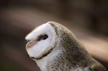 Australian owl