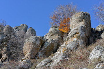 yellow tree among rocks