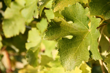 gro&szlig;es Blatt einer Weinrebe