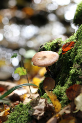 Pilz im Wald mit bunten Herbstblättern