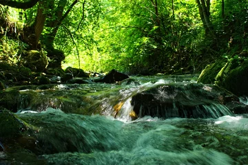 Fototapete Rund Mountain River in summer landscape © Kolevski.V