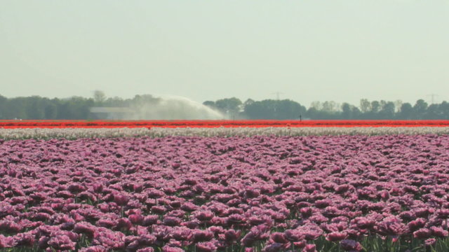 Sprinkler installation is watering the dry fields of tulips in Flevoland, The Netherlands.