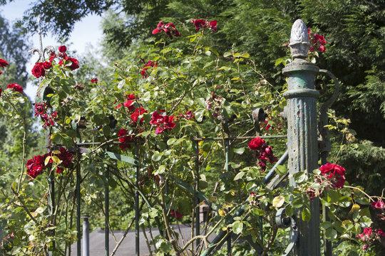 Fench with red roses