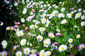 Obraz premium daisy flower