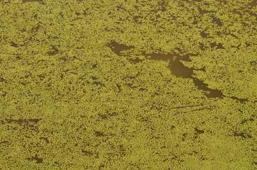 duckweed floating on the pool